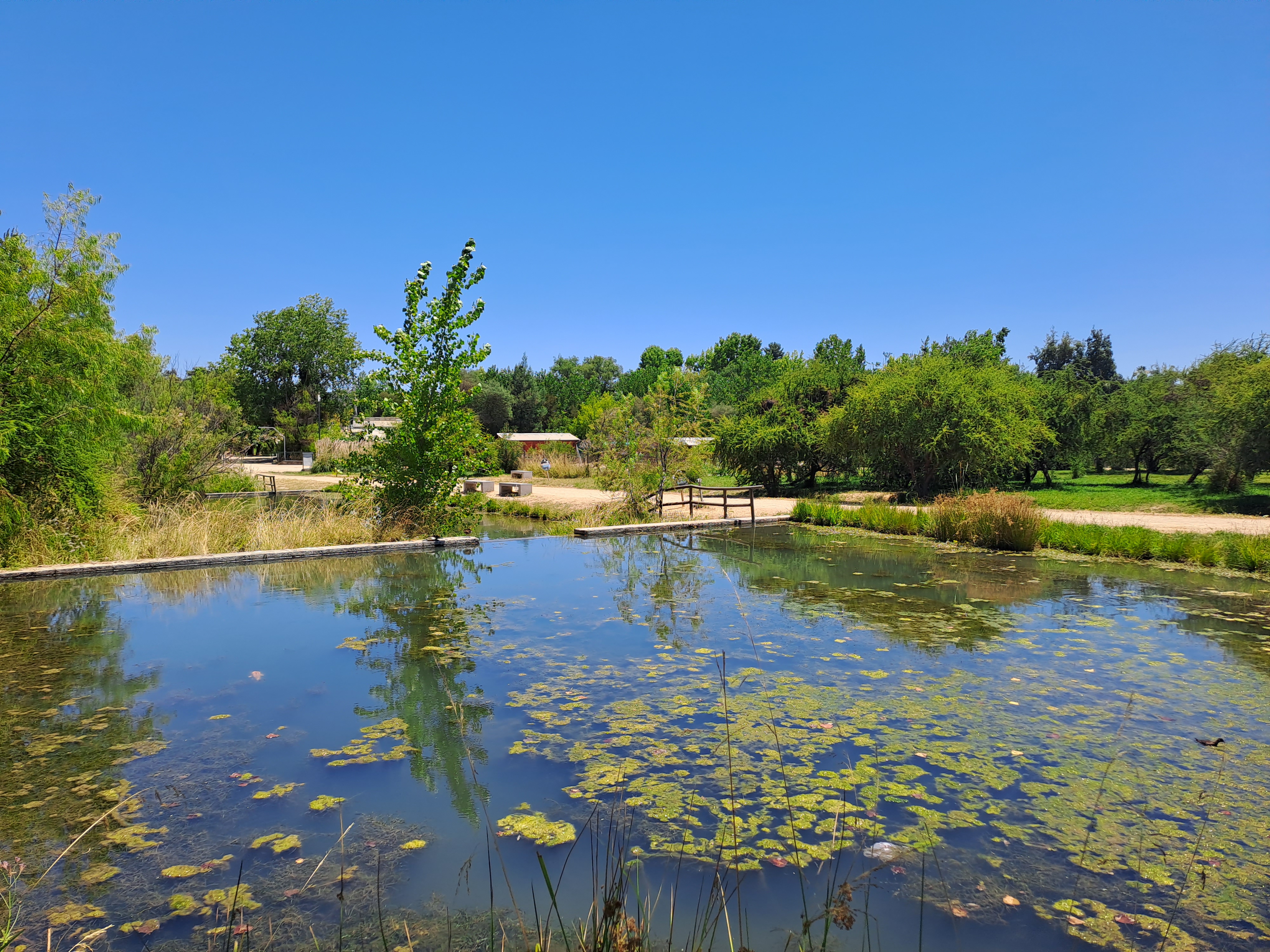 Vista panorámica del Jardín Botánico UTalca con especies nativas